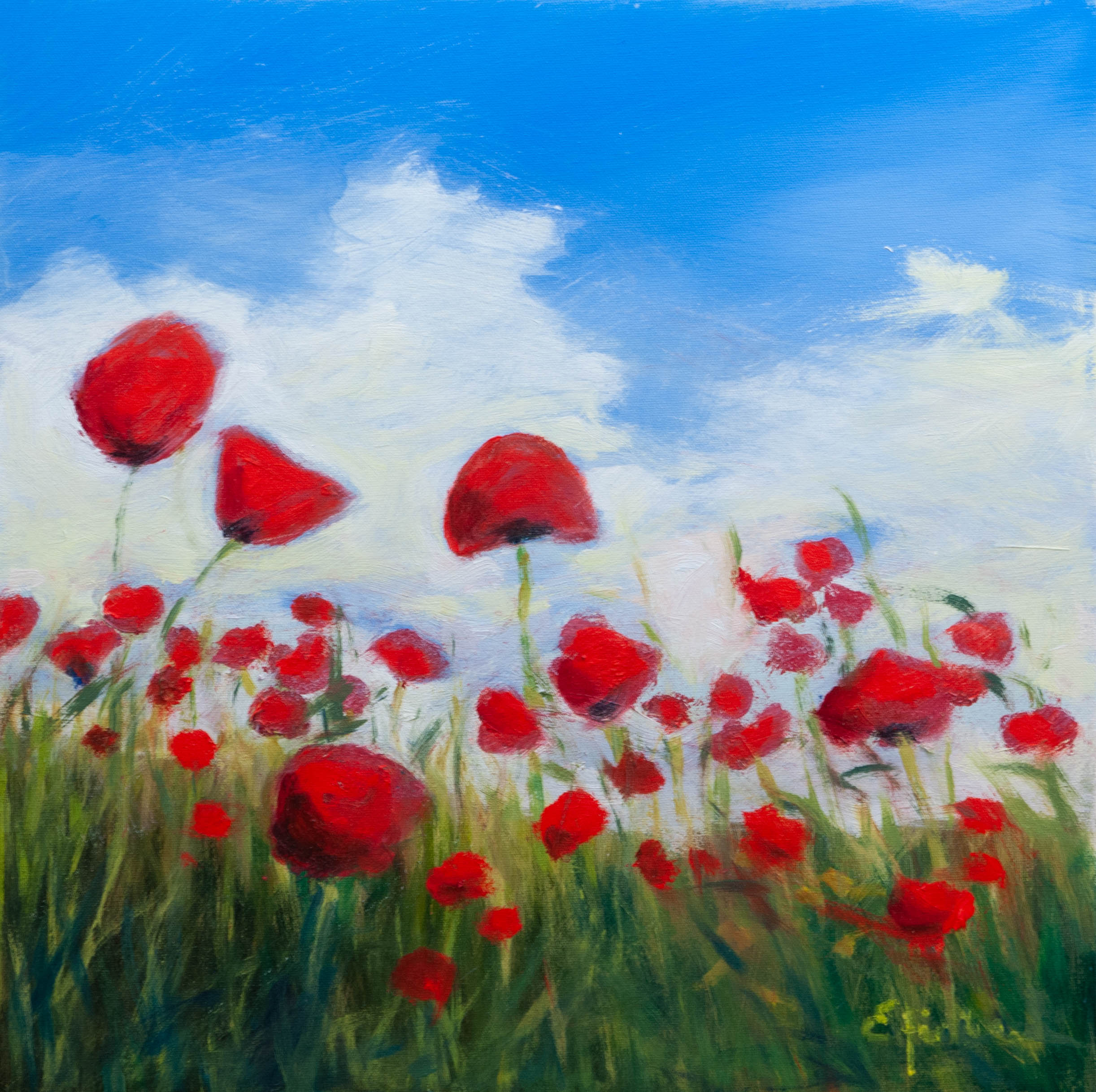 Sky High Poppies